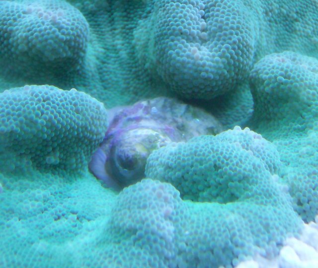 carpet eats snail 016.JPG