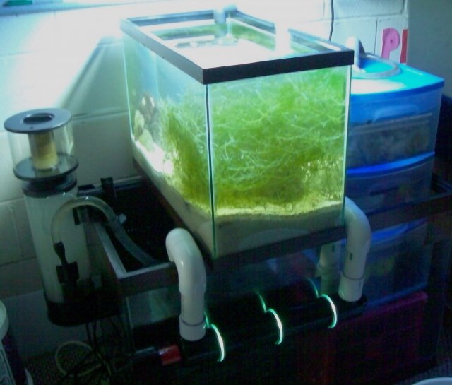 newst 125 gallon 049.JPG