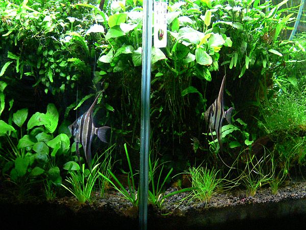 Altum Angels 7-30-09.jpg Altum Angels 7-30-09.jpg