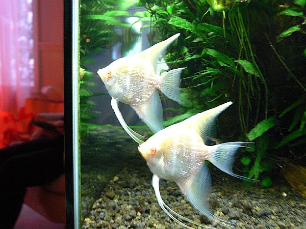 Albino Angel Pair 12-22-08.jpg Albino Angel Pair 12-22-08.jpg