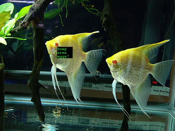 albino Pearlscale pair.jpg albino Pearlscale pair.jpg