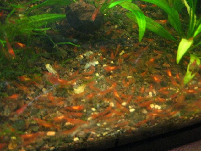 Shrimp Swarm.JPG