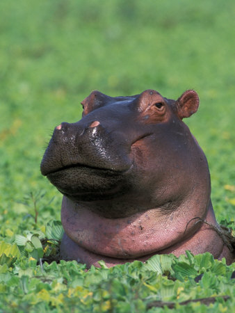 tony-heald-hippopotamus-surrounded-by-water-lettuce-kruger-national-park-south-africa.jpg