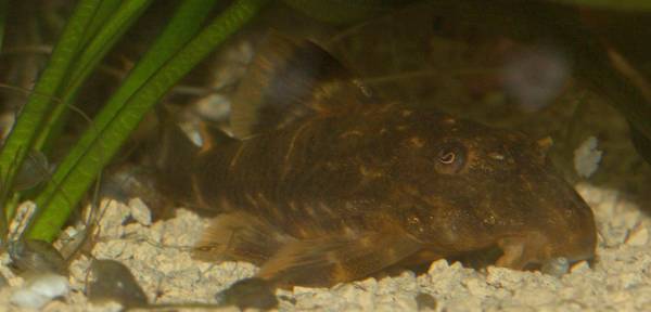 Clown Plec.jpg