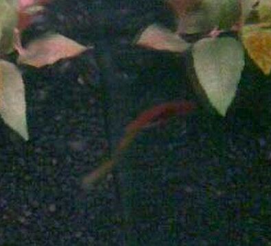 floating poo.jpg floating poo.jpg