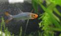 rasbora.jpg