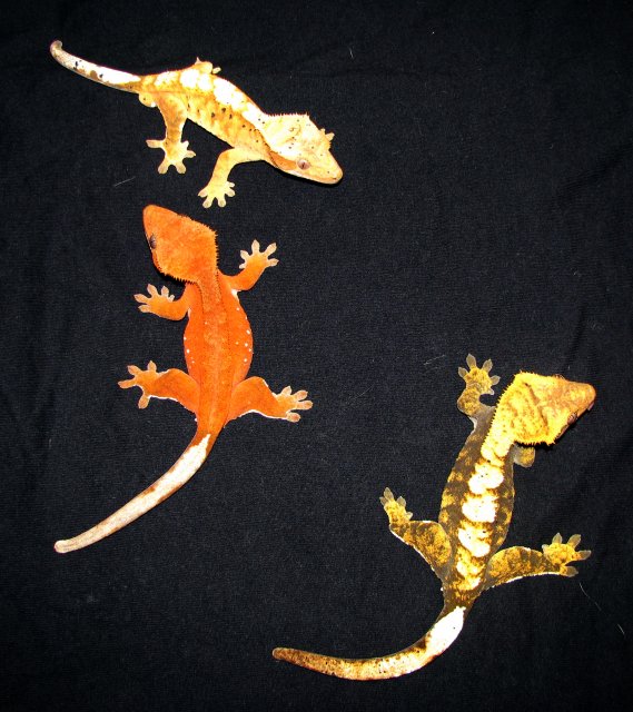 Crested Trio3.jpg