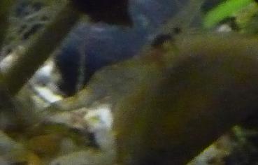 Glass Shrimp- aug 19-09... (8).jpg