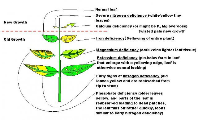 plants%20guide.jpg