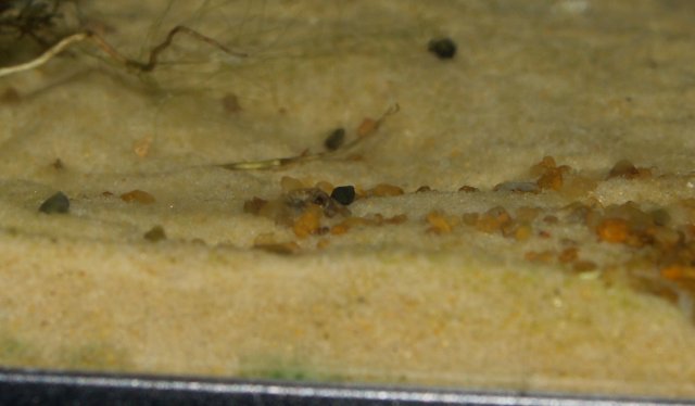 P1014099a.jpg