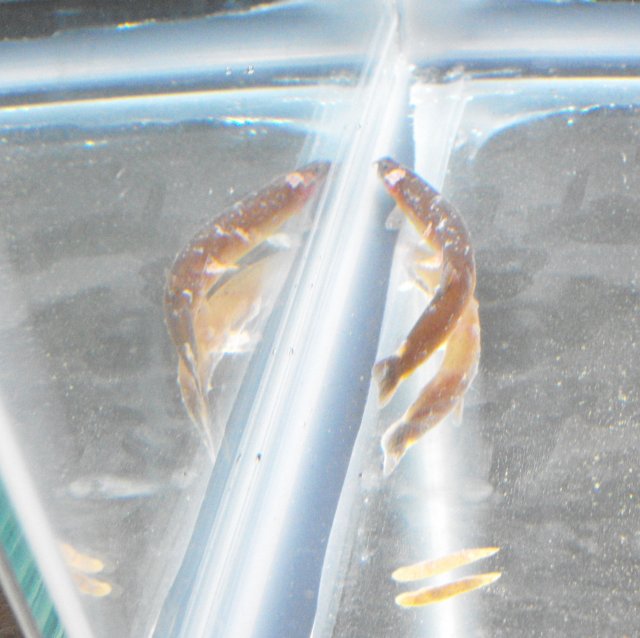 DSCF0011.JPG