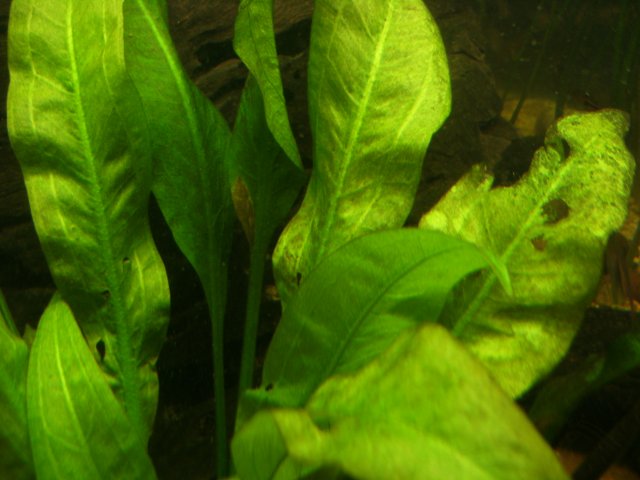 DSCF1067.JPG