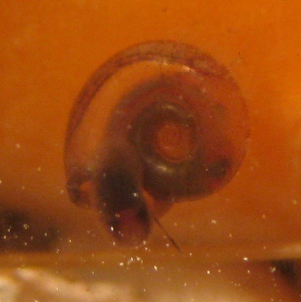 whatisit2.jpg whatisit2.jpg