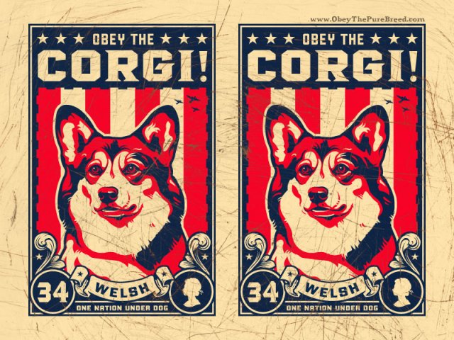 welsh_corgi_wallpaper.jpg