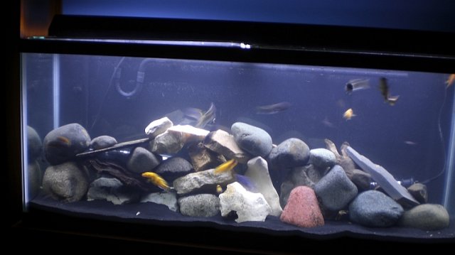 fulltankaug2.jpg fulltankaug2.jpg