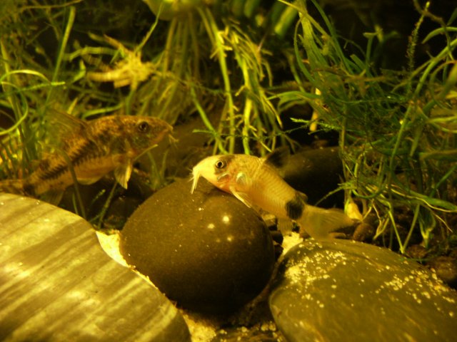 DSCF1155.JPG DSCF1155.JPG