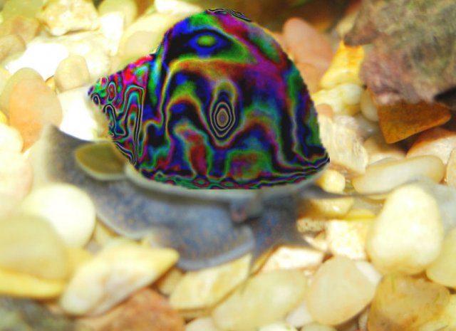 snail.jpg