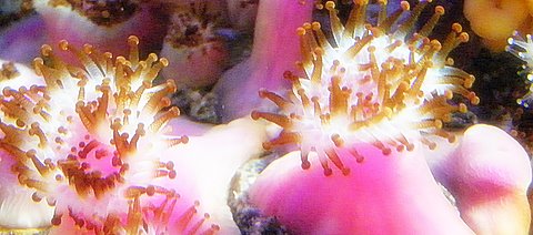 pinks.JPG
