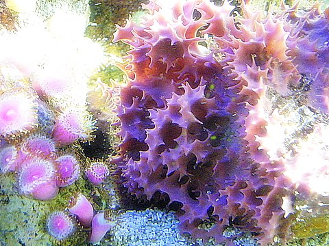 pink sponge.JPG