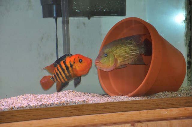 festae pair.jpg