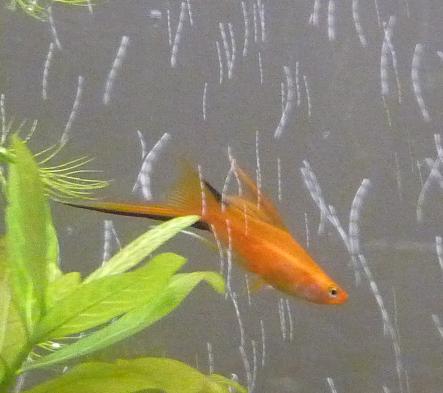 Swordtail- New- August 28-09.jpg