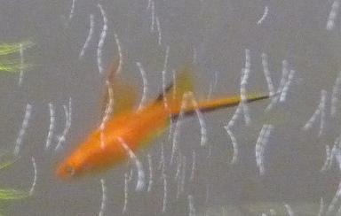 Swordtail- New- August 28-09 (1).jpg