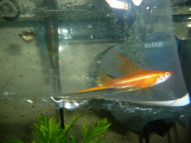 Swordtail- New- August 28-09 (2).jpg