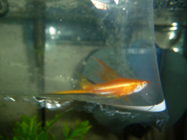 Swordtail- New- August 28-09 (3).jpg