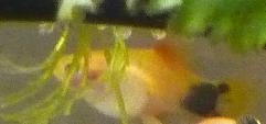 Mickey Mouse Platy- August 28-09.jpg