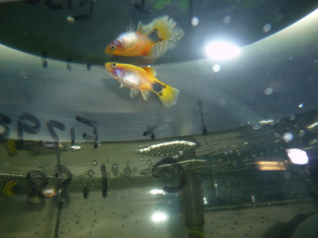 MM Platy---new---August 28-09.jpg
