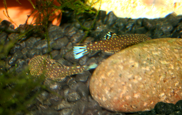 Gastromyzon ctenocephalus.jpg