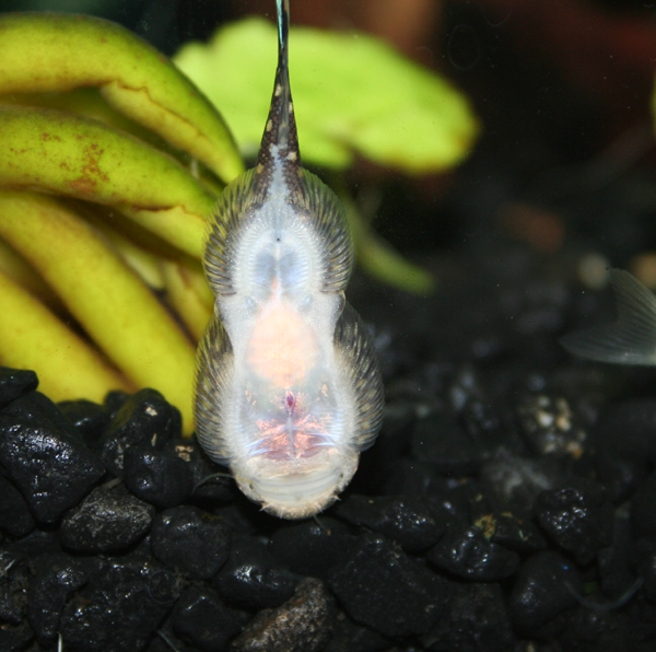 Gastromyzon ctenocephalus 2.jpg