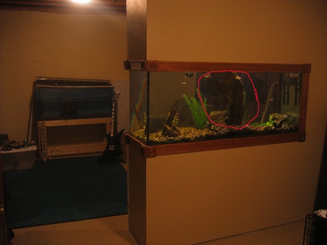 Web Tank 12.jpg