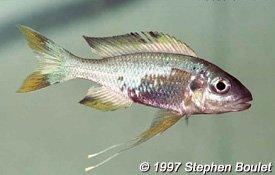 Ophthalmotilapia ventralis (Congo orange fin).jpg