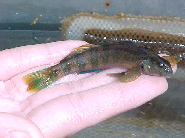 fish.jpg