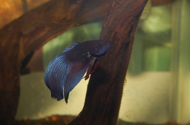 DSC_1925.JPG