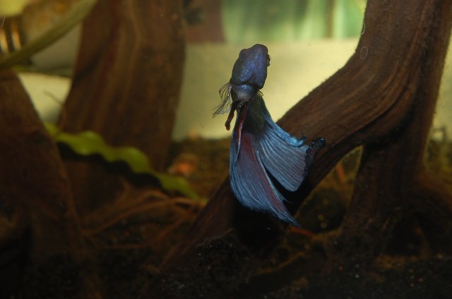 DSC_1927.JPG