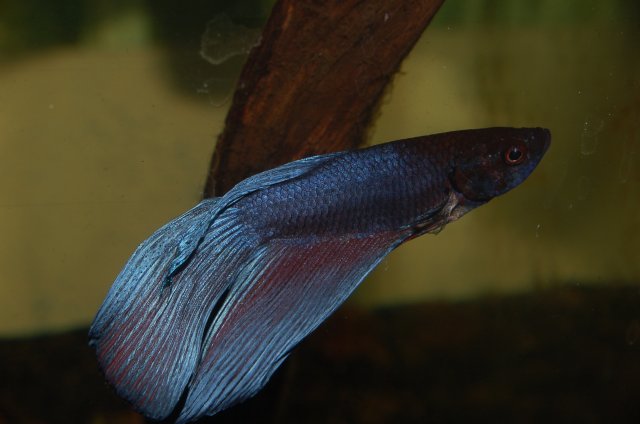 DSC_1951.JPG