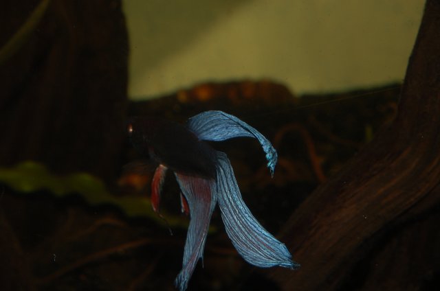 DSC_1955.JPG