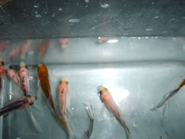 DSCN5961.JPG