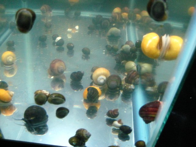 snails 001.jpg