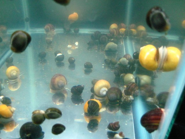 snails 002.jpg