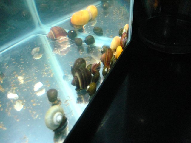snails 004.jpg