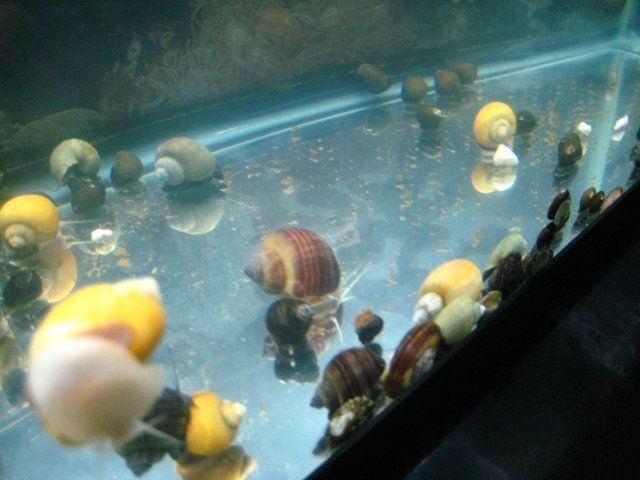 snails 007.jpg
