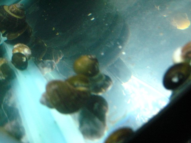 snails 008.jpg