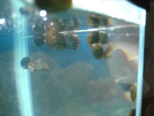 snails 009.jpg