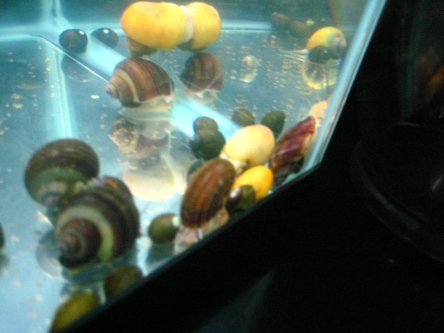 snails 010.jpg