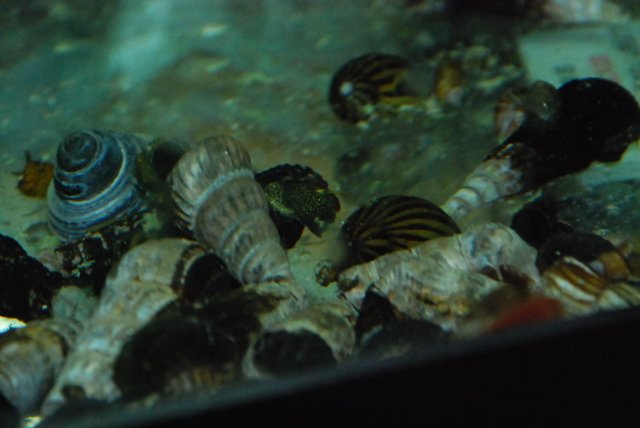 shrimp and nsail pics 95 012.jpg