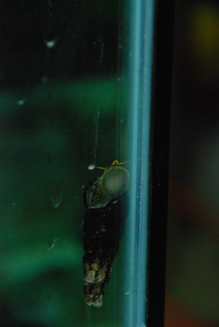 shrimp and nsail pics 95 011.jpg