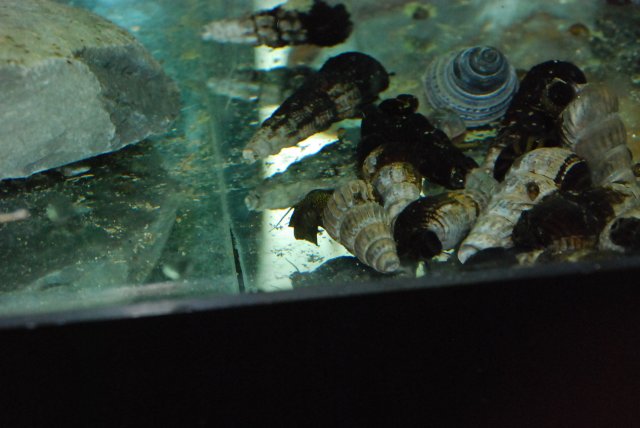 shrimp and nsail pics 95 022.jpg